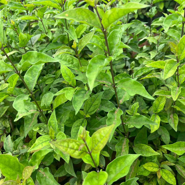    Thunbergia erecta alba