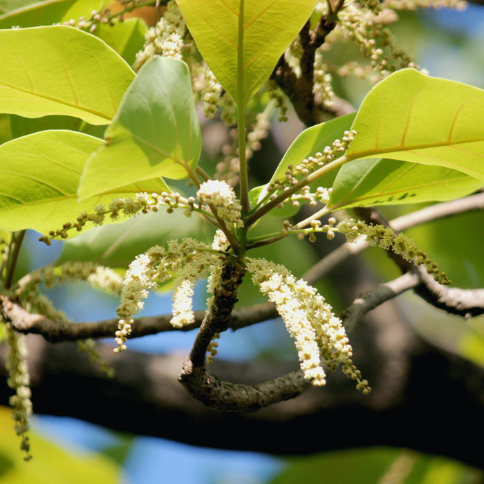 Triphala Plant