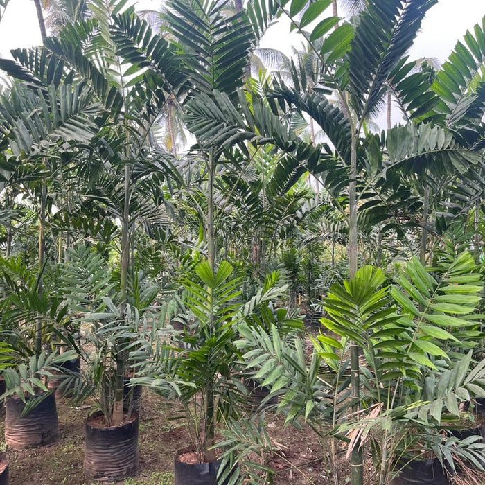 TrueKentia Palm