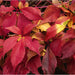 Virginia Creeper