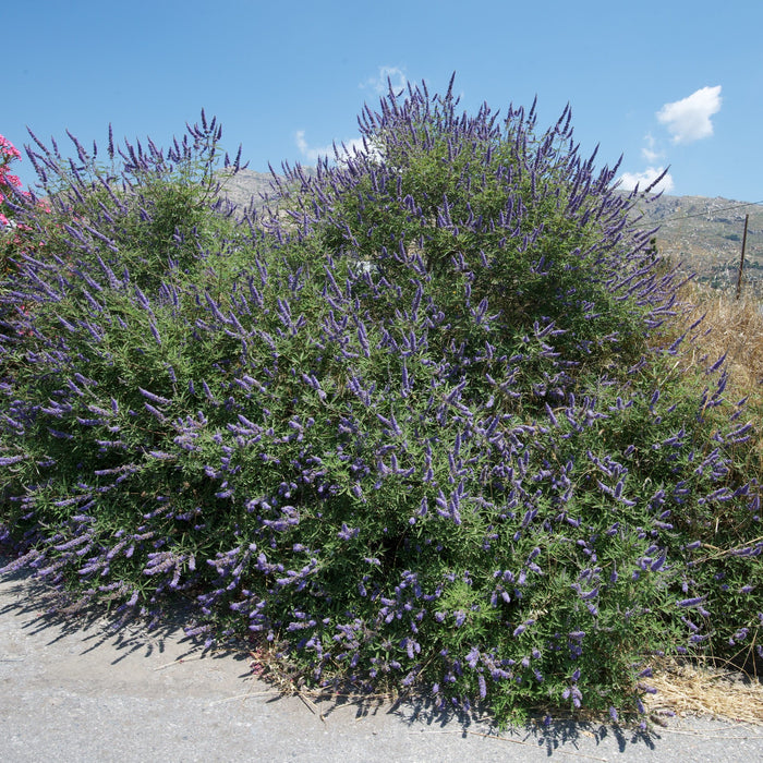 Vitex agnus-castus