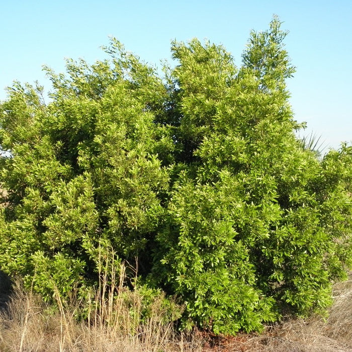 Wax Myrtle