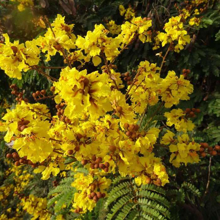 Yellow Flame Tree