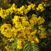 Yellow Flame Tree