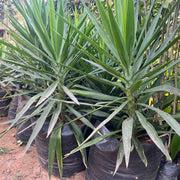     Yucca Green 