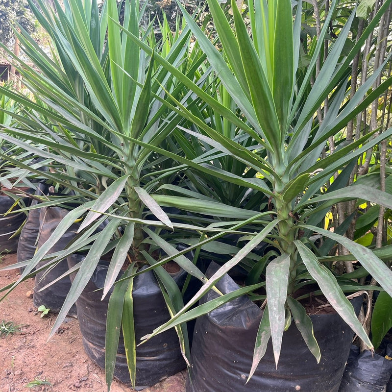     Yucca Green 
