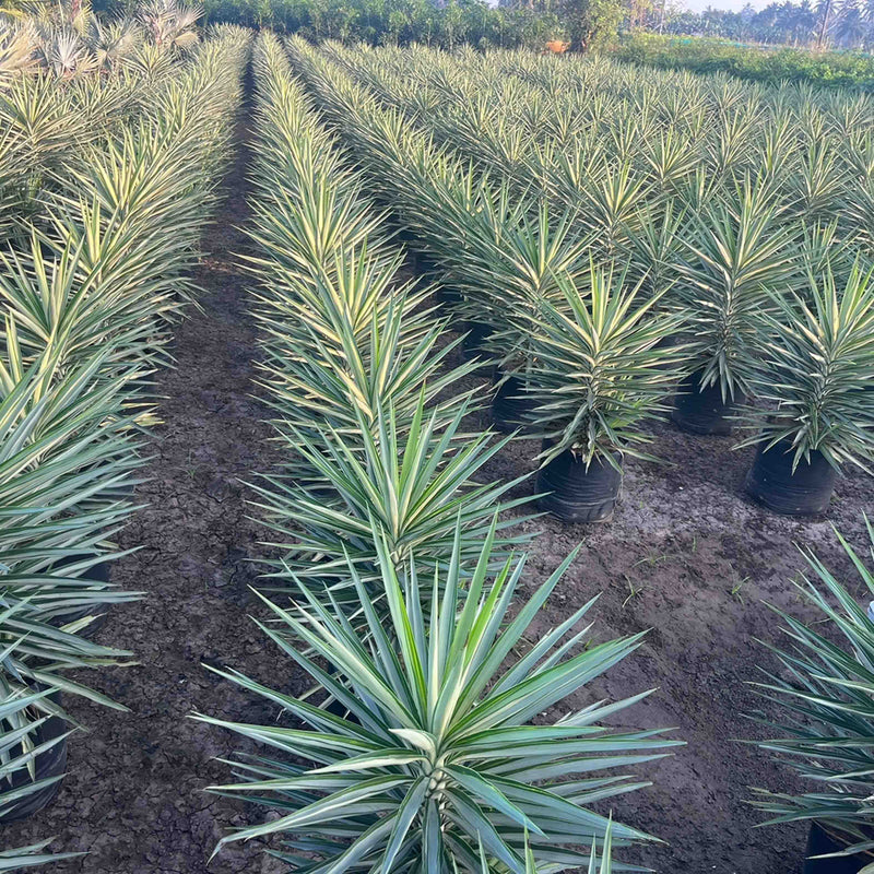యుక్కా మీడియో పిక్టా ప్లాంట్‌ను కొనండి - ఈరోజు మీ తోటకు అద్భుతమైన టచ్‌ని జోడించండి