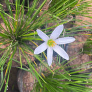    Zephyranthes candida