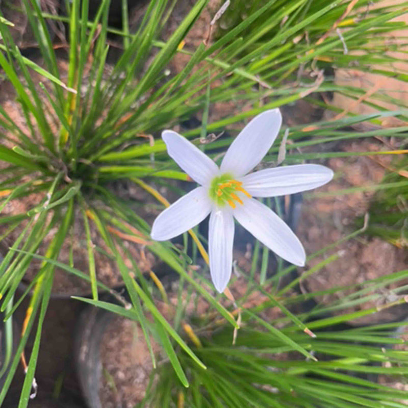    Zephyranthes candida