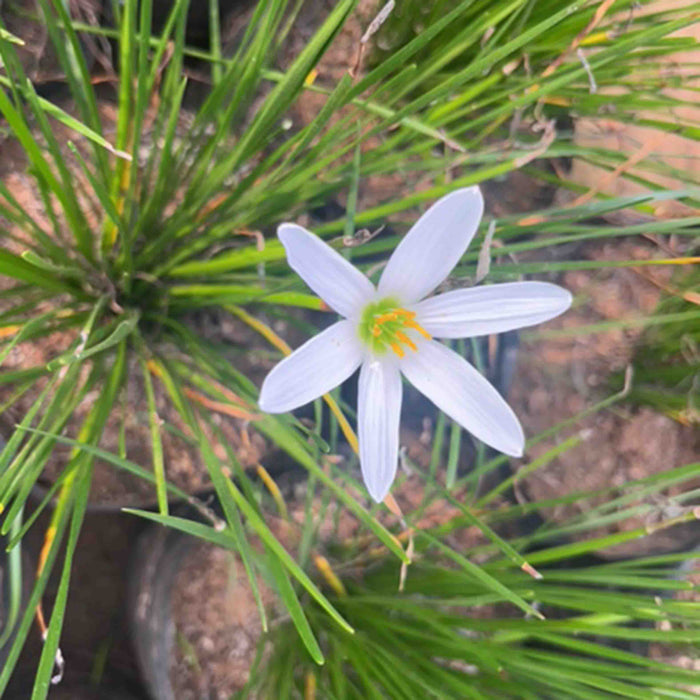    Zephyranthes candida