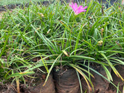     Zephyranthes grandiflora