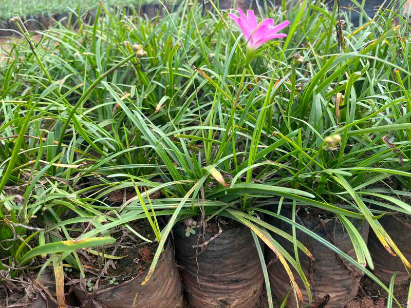     Zephyranthes grandiflora