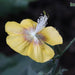 Abutilon persicum,Persian Mallow plant - Kadiyam Nursery