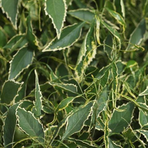 Acalypha godseffiana,Acalypha Green Frills - Kadiyam Nursery