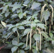 Acalypha hispida alba,Acalypha Cat Tail White, White Chenille Plant - Kadiyam Nursery