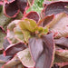 Acalypha wilkesiana ceylon,Acalypha Red Twisted Leaves, Fire Dragon - Kadiyam Nursery