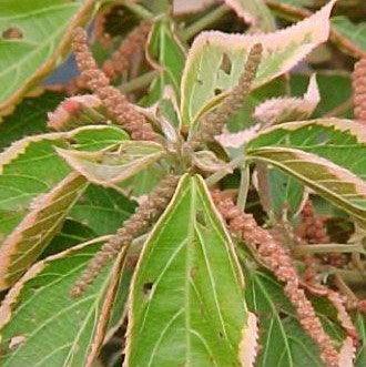 Acalypha wilkesiana devappa,Acalypha Flat Brown Pink Margin - Kadiyam Nursery