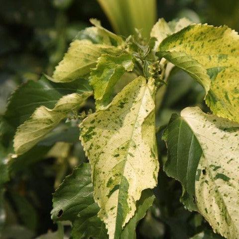 Acalypha wilkesiana java white,Acalypha Large Flat Green And White - Kadiyam Nursery