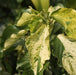 Acalypha wilkesiana java white,Acalypha Large Flat Green And White - Kadiyam Nursery