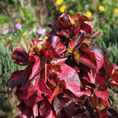 Acalypha wilkesiana macafeana,Acalypha Large Red Flat Leaves, Copper Leaf - Kadiyam Nursery