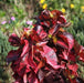 Acalypha wilkesiana macafeana,Acalypha Large Red Flat Leaves, Copper Leaf - Kadiyam Nursery