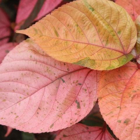 Acalypha wilkesiana macrophylla rosea,Giant Pink Leaf Acalypha - Kadiyam Nursery