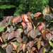 Acalypha wilkesiana macrophylla,Giant Red Leaf, Heart Copperleaf - Kadiyam Nursery