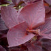 Acalypha wilkesiana moorea,Acalypha Dark Brown Leaves - Kadiyam Nursery