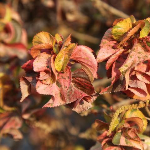 Acalypha wilkesiana rosea twisted,Acalypha Rosea Twisted Dwarf - Kadiyam Nursery