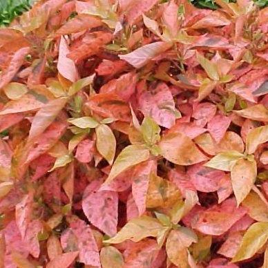 Acalypha wilkesiana rosea,Acalypha Godrej, Dwarf Batic, Acalypha Rosea - Kadiyam Nursery