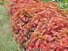 Acalypha wilkesiana rosea,Acalypha Godrej, Dwarf Batic, Acalypha Rosea - Kadiyam Nursery