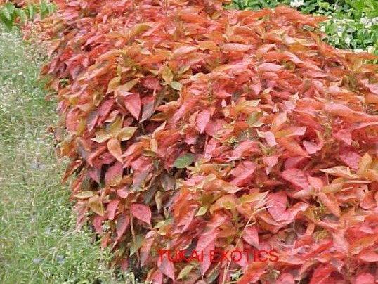 Acalypha wilkesiana rosea,Acalypha Godrej, Dwarf Batic, Acalypha Rosea - Kadiyam Nursery