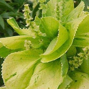 Acalypha wilkesiana tahiti,Acalypha Green Twisted Leaves - Kadiyam Nursery