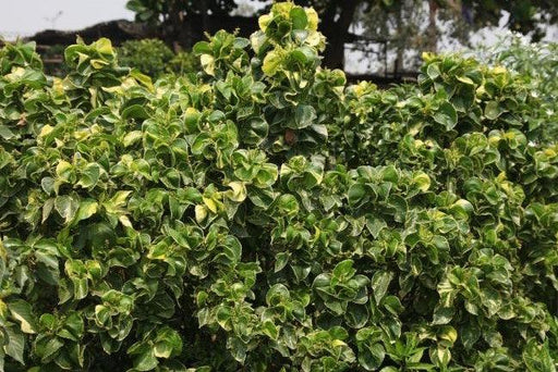 Acalypha wilkesiana tahiti,Acalypha Green Twisted Leaves - Kadiyam Nursery