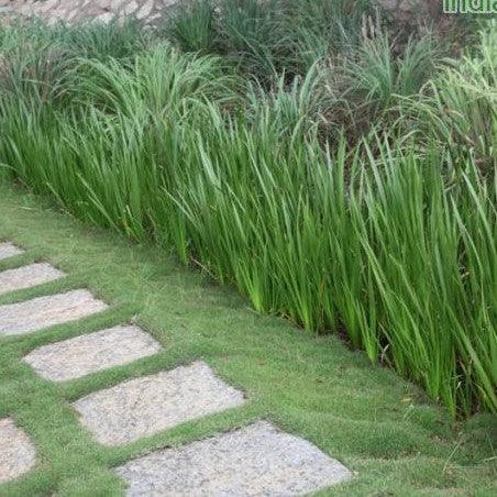 Acorus calamus,Vekhand - Mosquito Repellent, Bacha, Vacha, Wekhano,Sweet Flag - Kadiyam Nursery