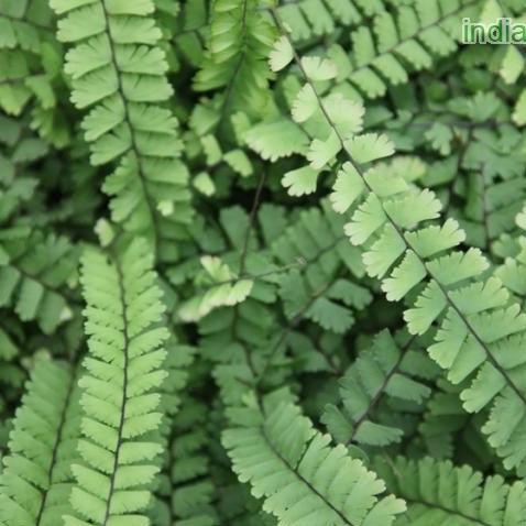 Adiantum caudatum - Kadiyam Nursery