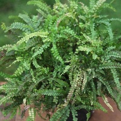 Adiantum hispidulum,Brown Maiden Hair Fern, Rough Maidenhair - Kadiyam Nursery