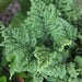 Adiantum species compacta,Compact Maiden Hair Fern - Kadiyam Nursery