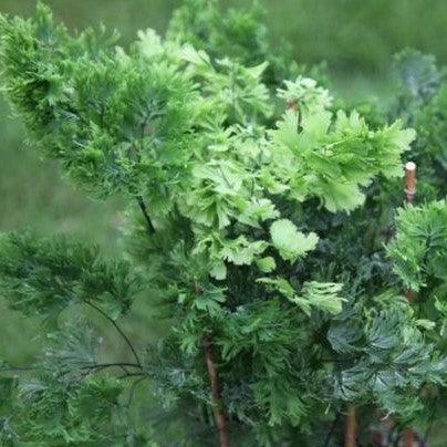 Adiantum tenerum new,Fine Cut Adiantum, Divided Maiden Hair - Kadiyam Nursery