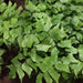 Adiantum trapeziforme, A. capillus-veneris,Giant Maiden Hair Fern, Maidenhair Fern - Kadiyam Nursery