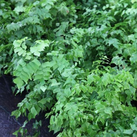 Adiantum trapeziforme satin dwarf,Maiden Hair Fern, Compact Form, Satin Fern - Kadiyam Nursery