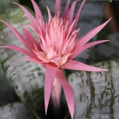 Aechmea fasciata,Silver Fasciata, Silver Vase - Kadiyam Nursery