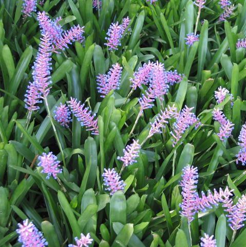 Aechmea gracilis,Hair Brush Bromeliad - Kadiyam Nursery