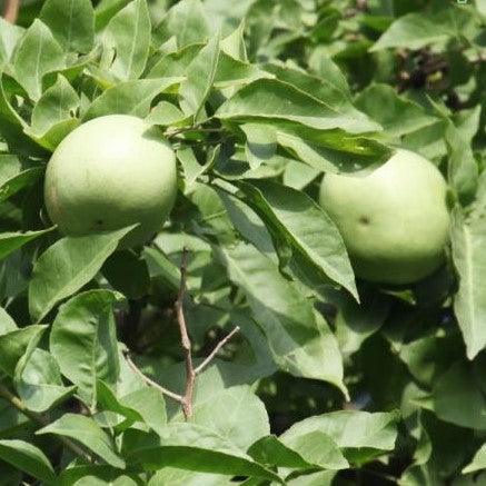Aegle marmelos, Feronia pellucida, Crateva marmelos - Kadiyam Nursery