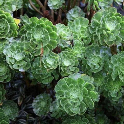 Aeonium arboreum, Sempervivum arboreum,The Tree Aeonium, Houseleek - Kadiyam Nursery