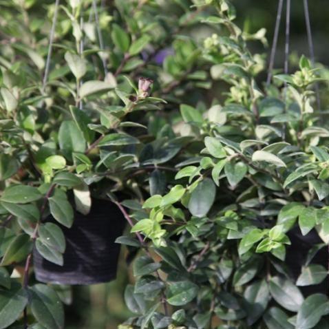 Aeschynanthus species - Kadiyam Nursery