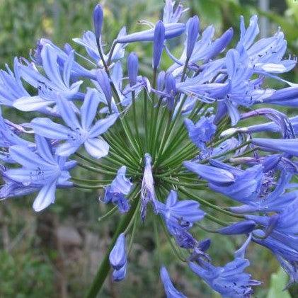 Agapanthus africanus, A. umbellatus,Lily Of The Nile, African Lily - Kadiyam Nursery