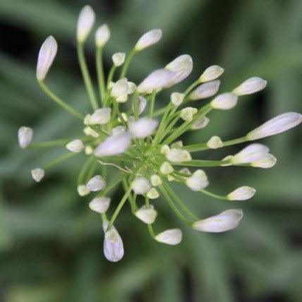 Agapanthus africanus minor,Dwarf Or Mini Lily Of The Nile, Peter Pan Lily - Kadiyam Nursery