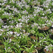Agapanthus africanus minor,Dwarf Or Mini Lily Of The Nile, Peter Pan Lily - Kadiyam Nursery