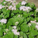 Ageratum houstonianum album,Ageratum White - Kadiyam Nursery